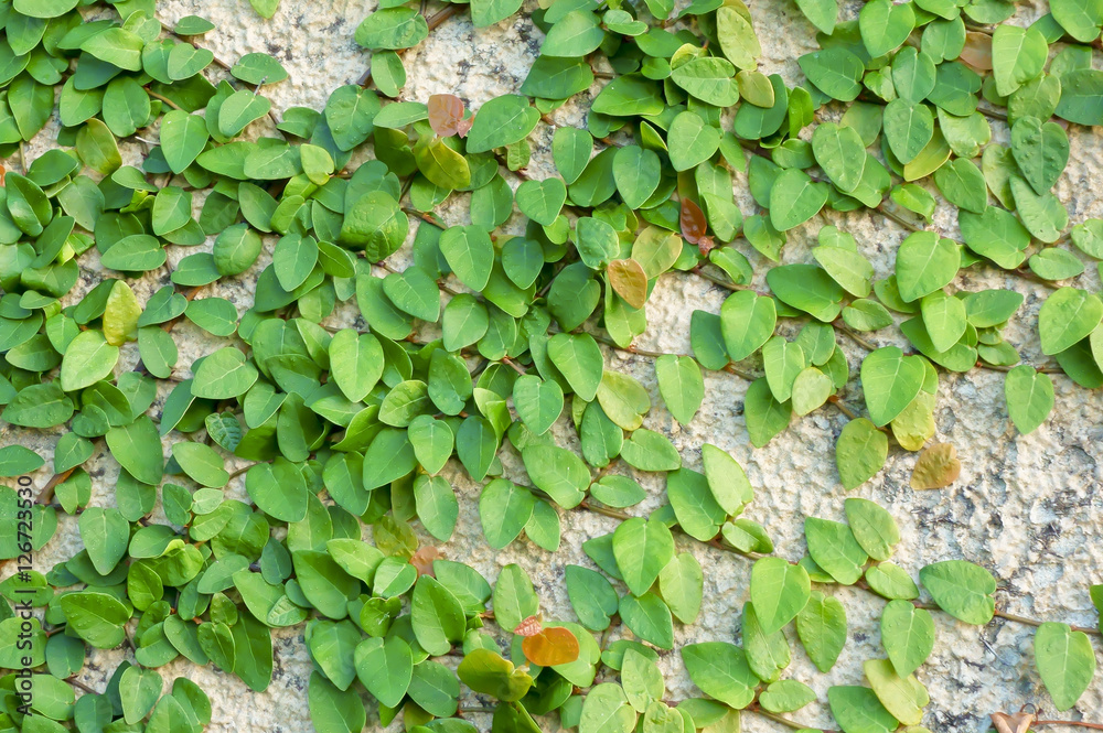 蔦植物 Stock 写真 Adobe Stock