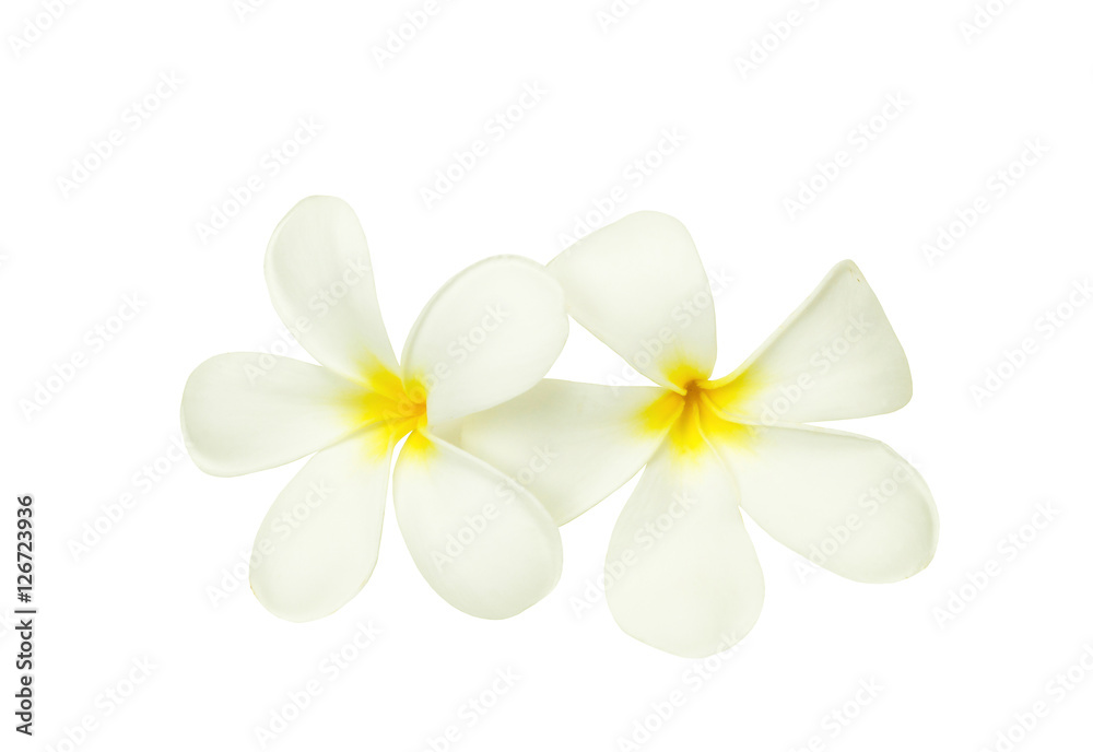 Fototapeta premium Tropical flower frangipani isolated on white background