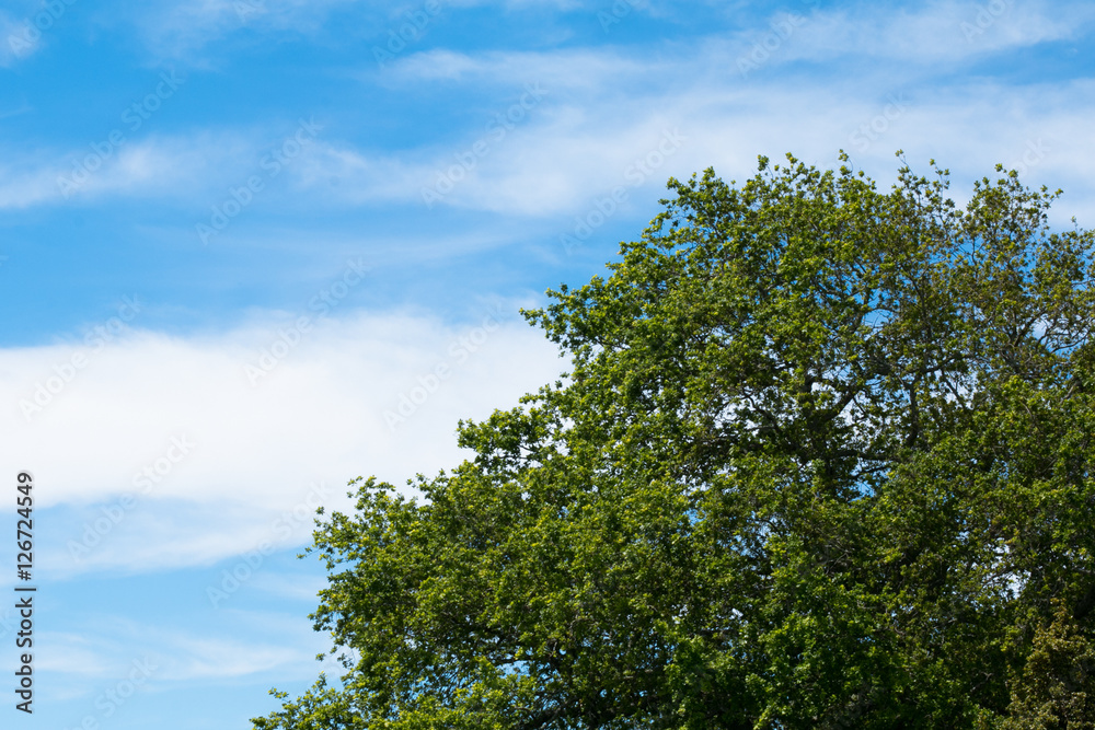 Tree on a Sky 4