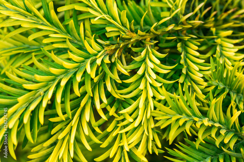 yellow and green needle tree  background