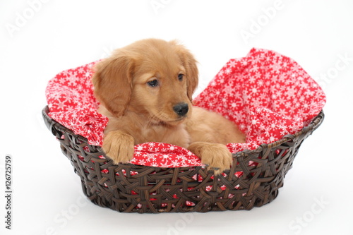 Golden Retriever in a basket with white background