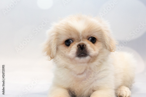 White and Cream Pekingese Puppy photo