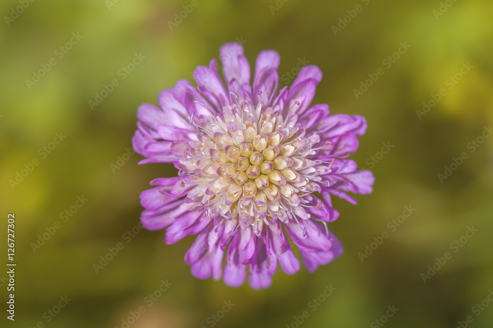 Acker-Witwenblume - Knautia arvensis - Blüte in einer Makroaufnahme Acker-Witwenblume - Knautia arvensis - Blüte in einer Makroaufnahme