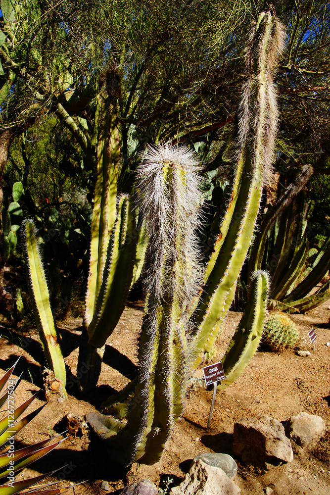Senita cactus Stock Photo | Adobe Stock