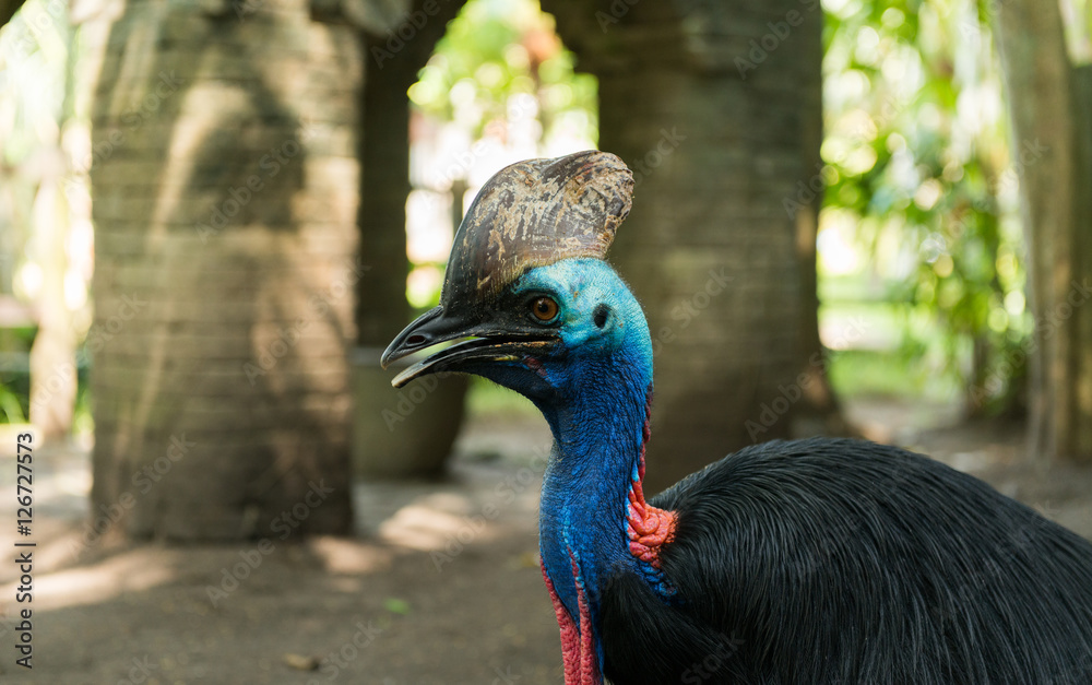 Obraz premium Bali bird park in Sanur