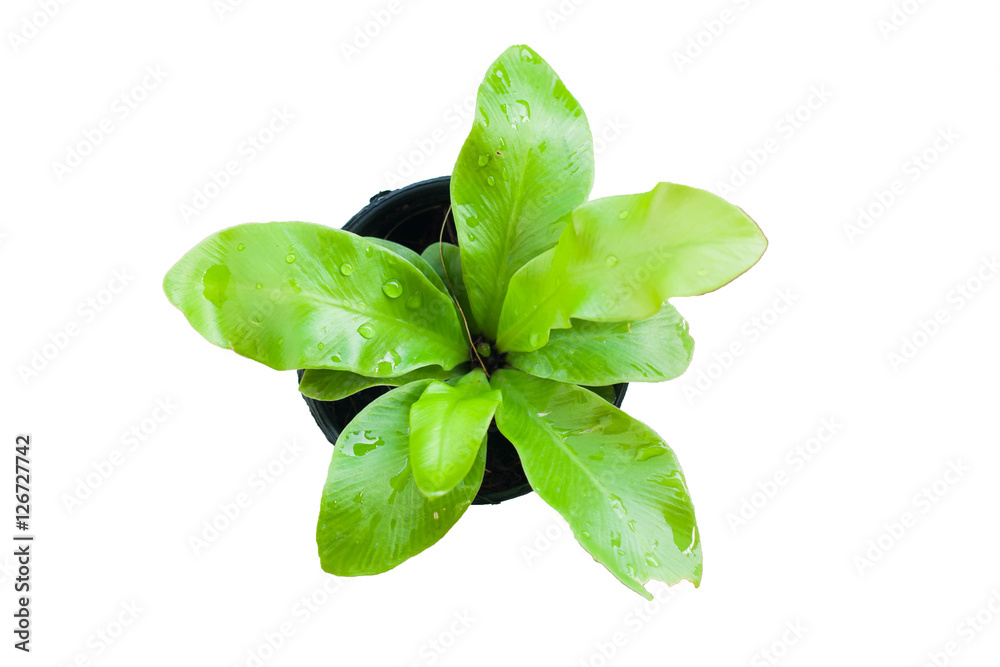 Fototapeta premium Small tree growing in plastic pots.
