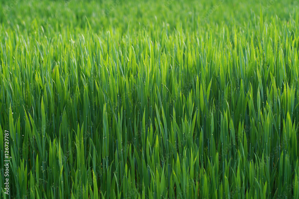Spring sprouting crops of corn, bright beautiful young green sprout succulent leaves of spring crops. Beautiful texture of young cereals. Spring sprouting crops of corn, bright beautiful young green sprout succulent leaves of spring crops. Beautiful texture of young cereals.