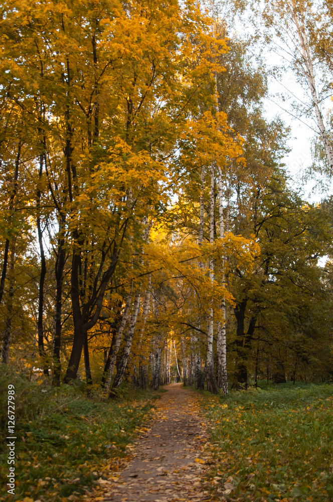footpath in autumn Park