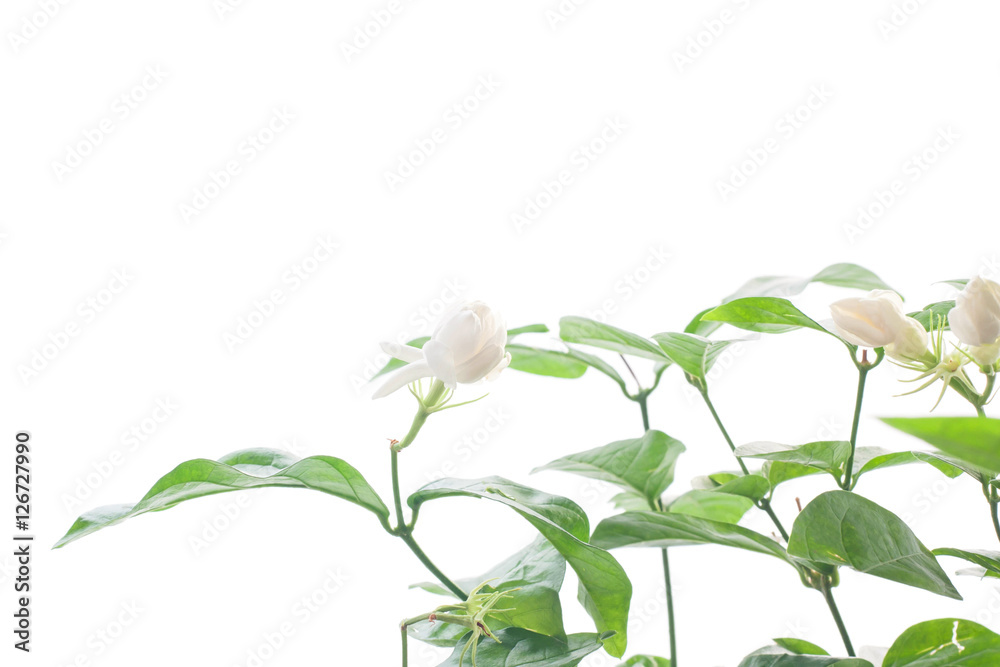 Obraz premium Jasmine flower grow up on white background.