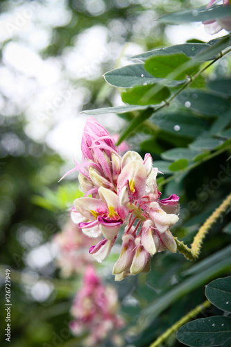Afgekia mahidolae Burtt et Chermsir,Wonderful pink Thai flower. an amazing pink flower in Thailand. photo