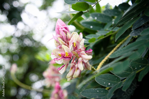 Afgekia mahidolae Burtt et Chermsir,Wonderful pink Thai flower. an amazing pink flower in Thailand. photo
