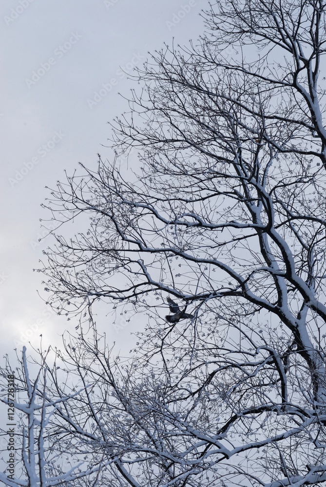 雪./積もった雪の枝から飛ぶ鳩です. 雪./積もった雪の枝から飛ぶ鳩です.