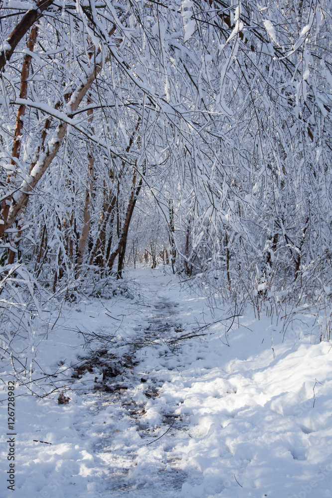 snow landscape snow landscape