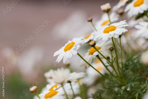 White daisy bush close up