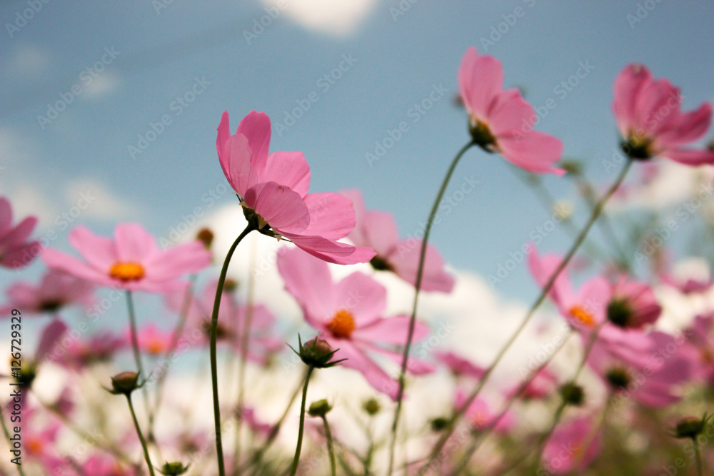 Fototapeta premium Pink Cosmos wildflowers