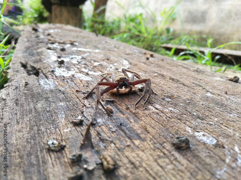 Huntsman Spider Maldon with egg Huntsman Spider Maldon with egg