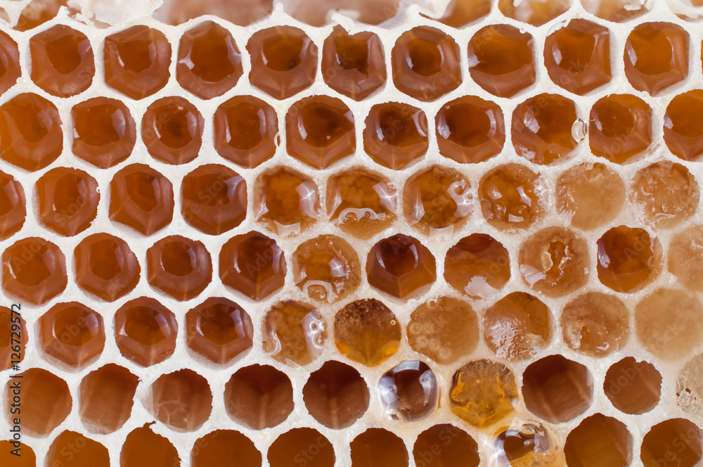 honey bee texture for background honey bee texture for background