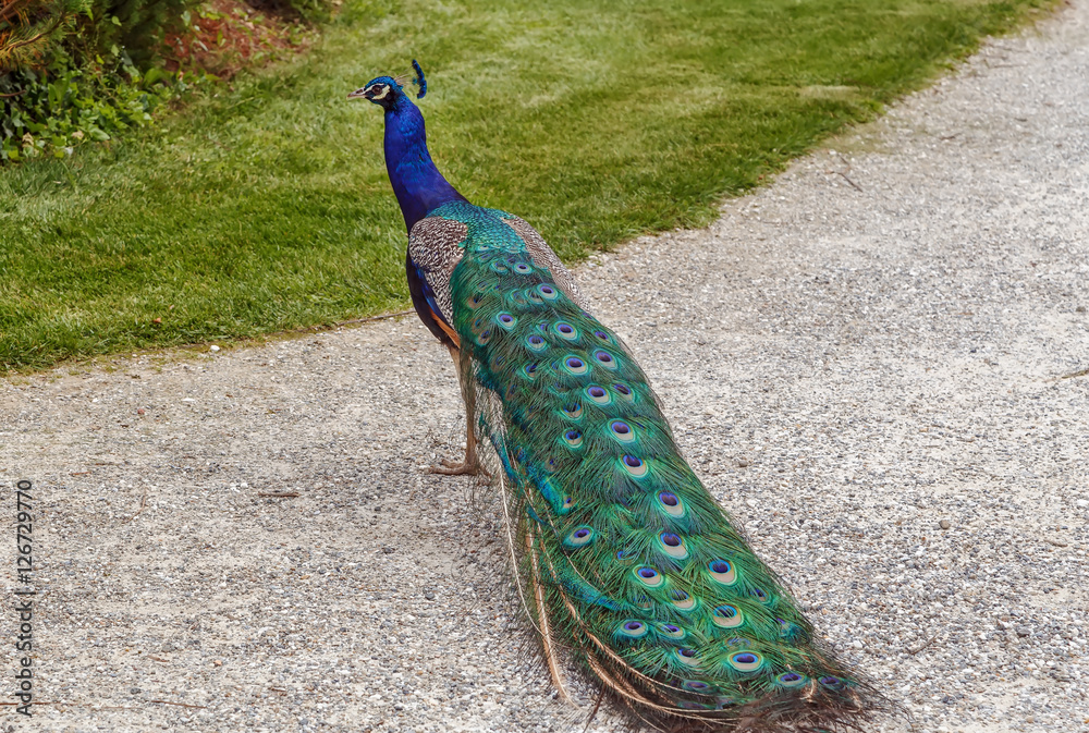 Fototapeta premium peacock in Eggenberg Palace park, Austria