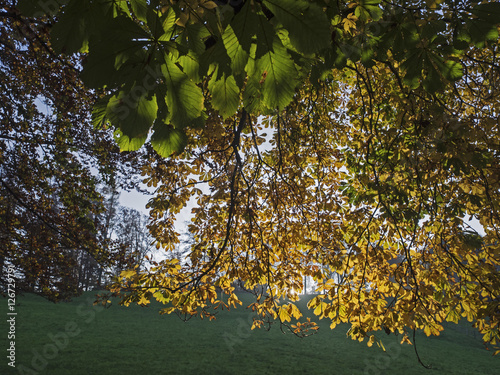 Fall leaves in the back light, unter der herbstlichen Rosskastanie photo