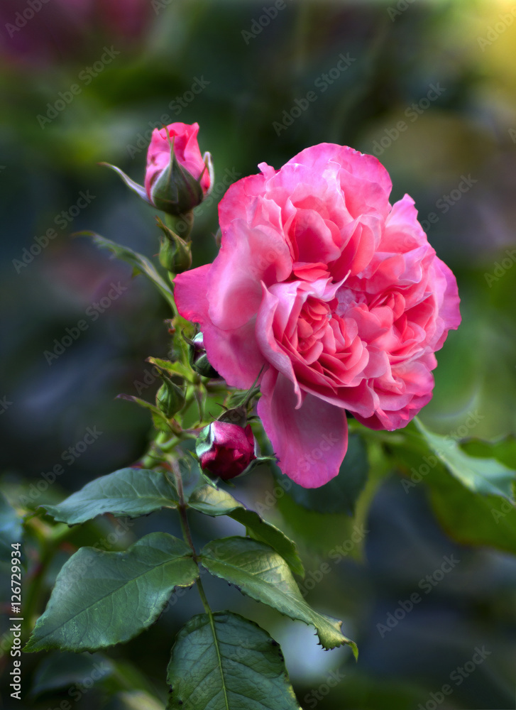 Pink roses blossoms