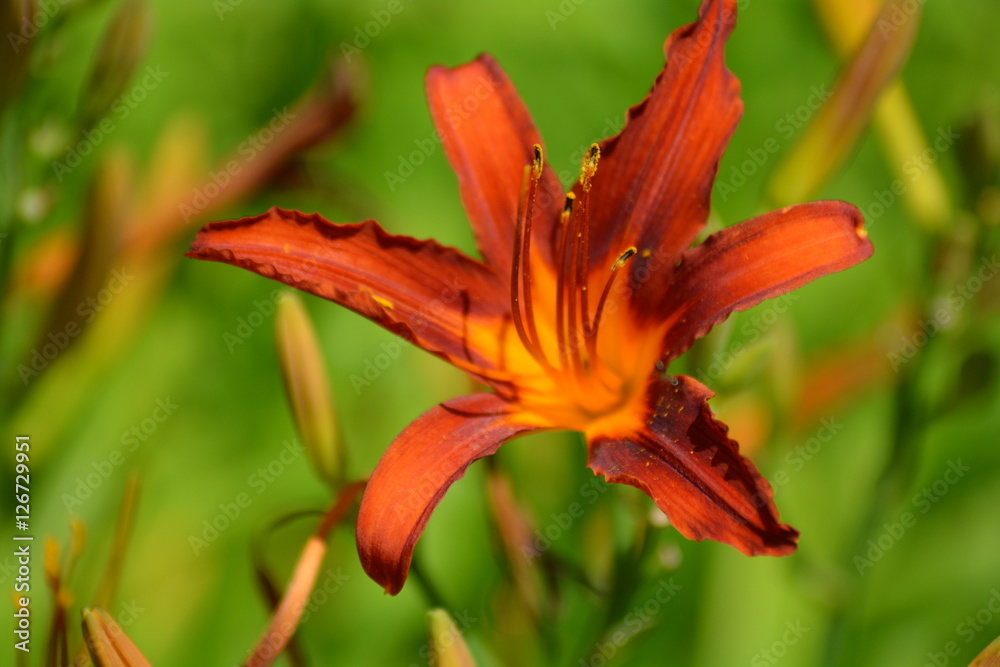 flower flower