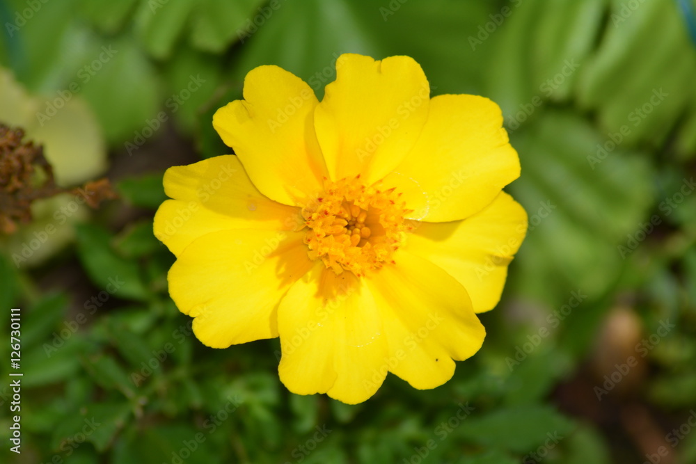 flower flower