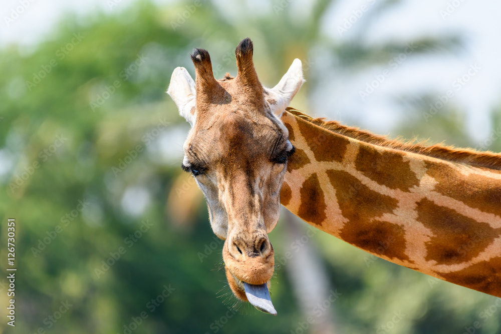 Naklejka premium Northern Giraffe (Giraffa Camelopardalis) Portrait