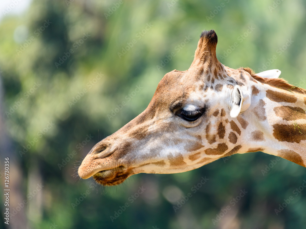Northern Giraffe (Giraffa Camelopardalis) Portrait Northern Giraffe (Giraffa Camelopardalis) Portrait
