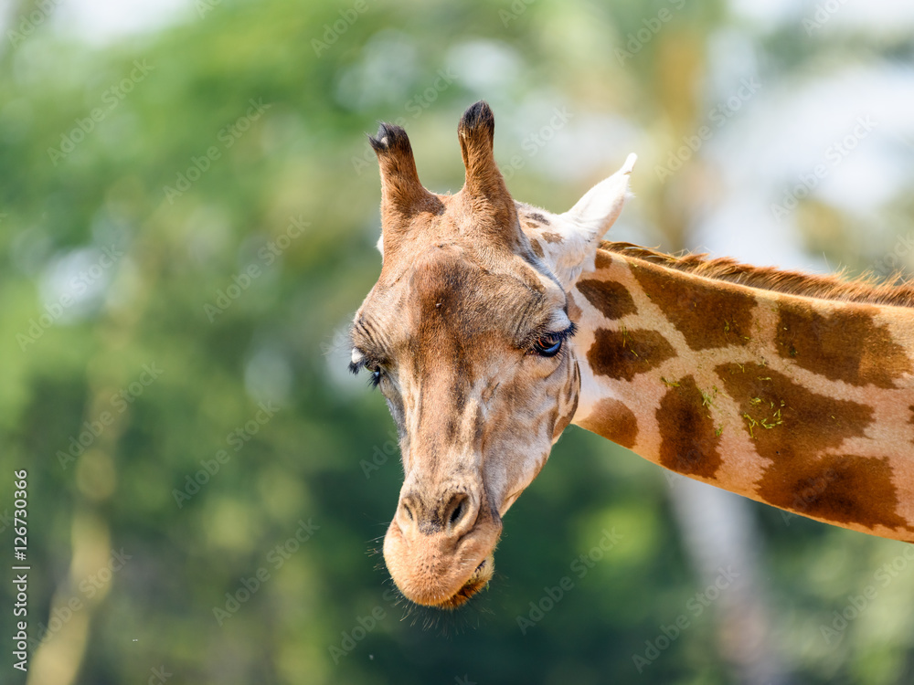 Naklejka premium Northern Giraffe (Giraffa Camelopardalis) Portrait