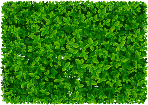leaf pattern and wallpaper