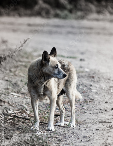 street dog