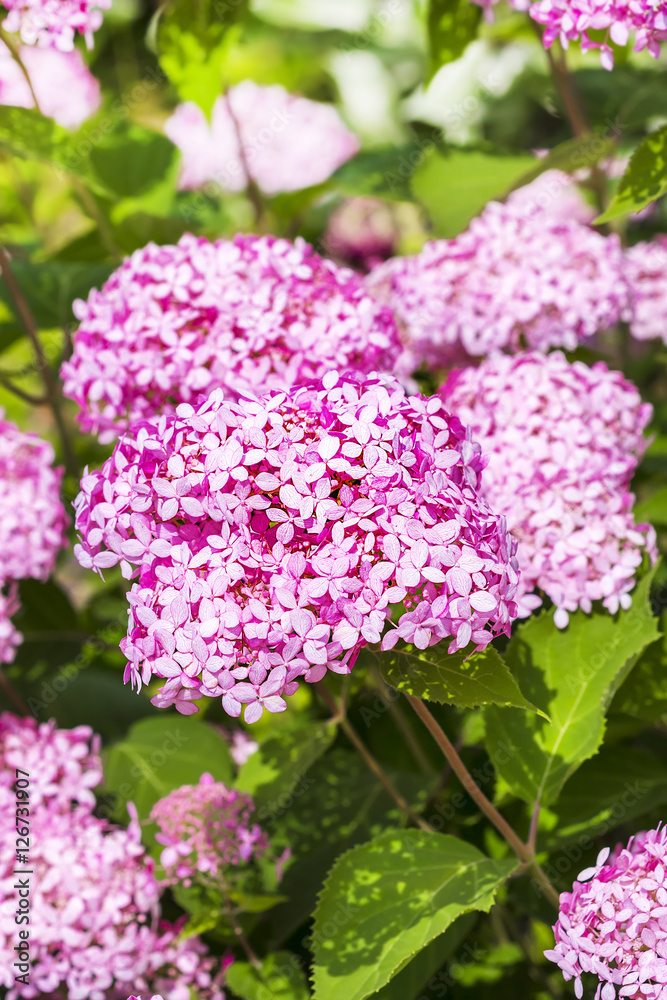 Pink hydrangea tree varieties Pink hydrangea tree varieties
