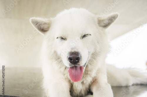 white dog close eyes sleep and smile blur background