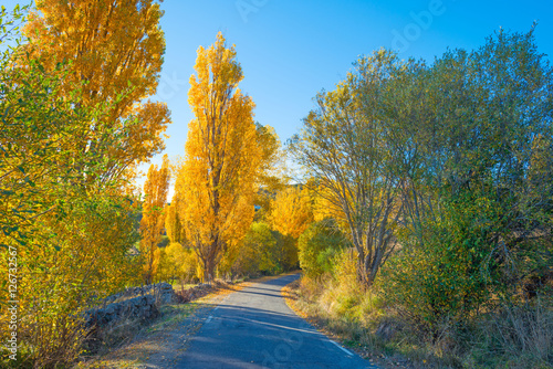 Trees in yellow autumn colors in sunlight