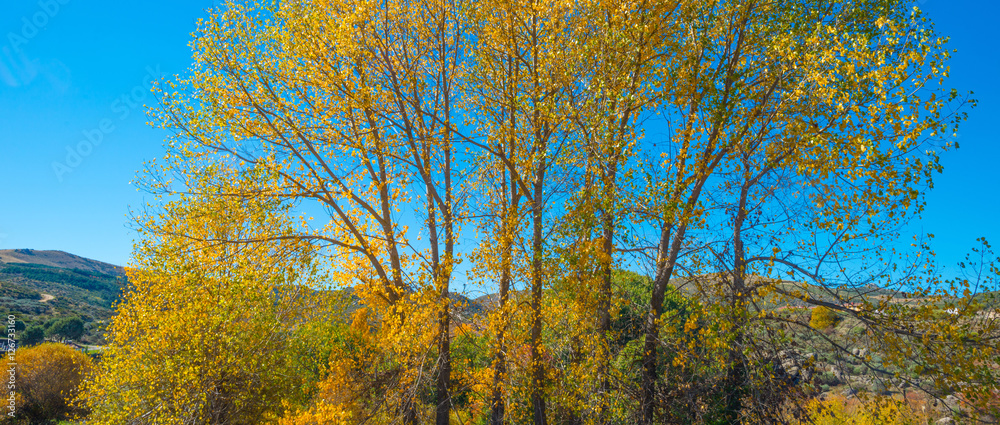 Trees in yellow autumn colors in sunlight