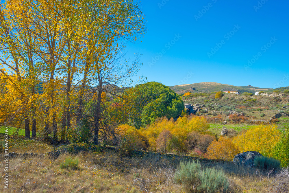 Trees in yellow autumn colors in sunlight Trees in yellow autumn colors in sunlight