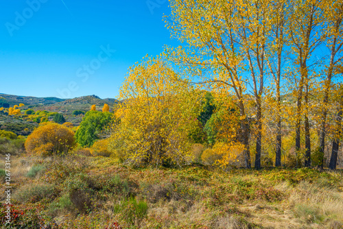 Trees in yellow autumn colors in sunlight