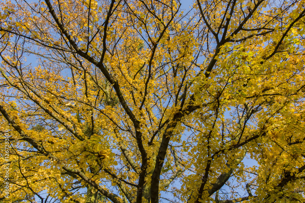 Yellow-orange maple leaves and blue sky.
