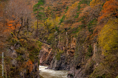 Landscape with mountain river and forest