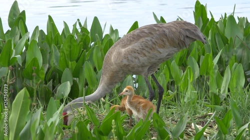 Wallpaper Mural Two Sandhill Crane Chicks Stand in Nest While Mother Rebuilds, 4K Torontodigital.ca