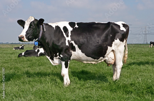 Grazing cows in Dutch meadow
