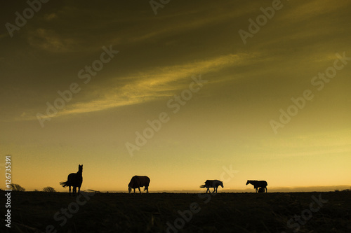 Sunset horses © Cotea