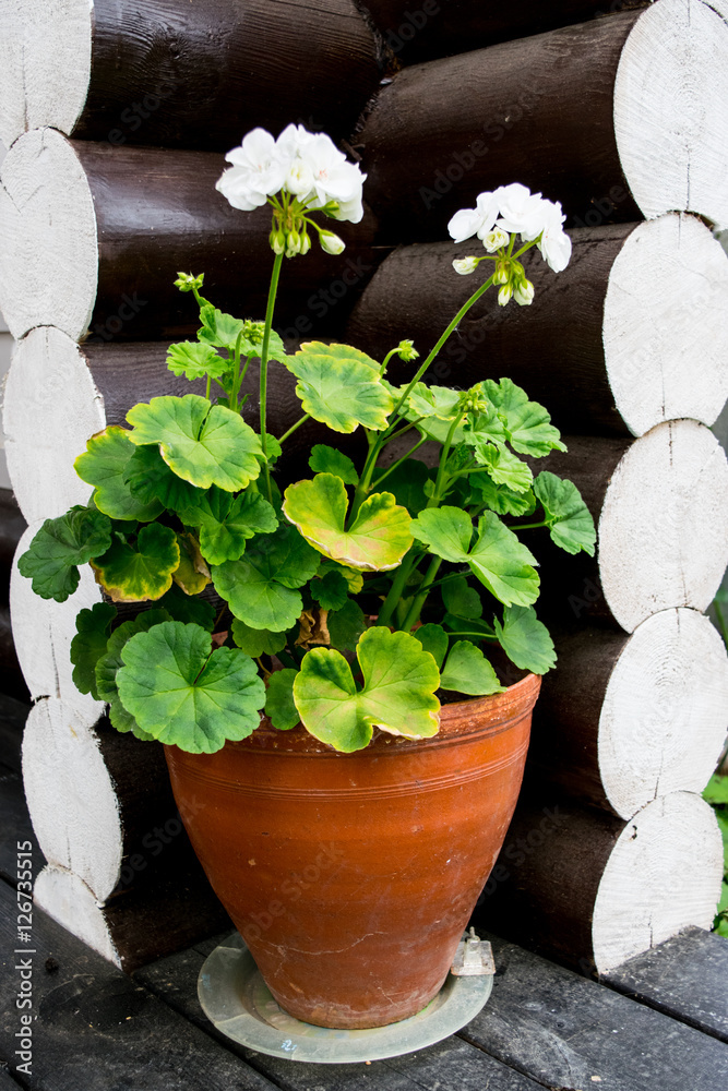 Geranium in a pot at dark wooden background