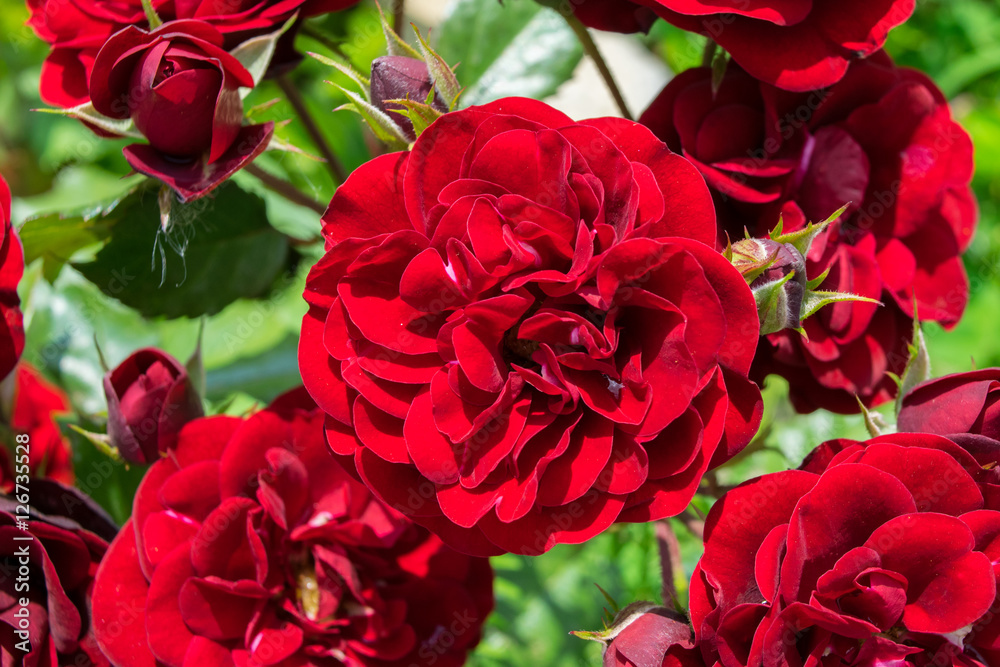 Blooming Bright Red roses in a garden