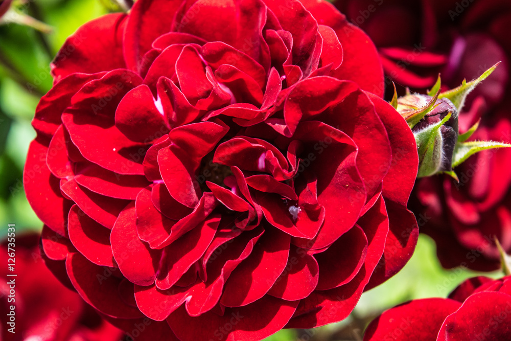 Bright Red rose close in a garden