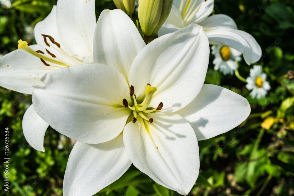 White lily blooming in a garden close up