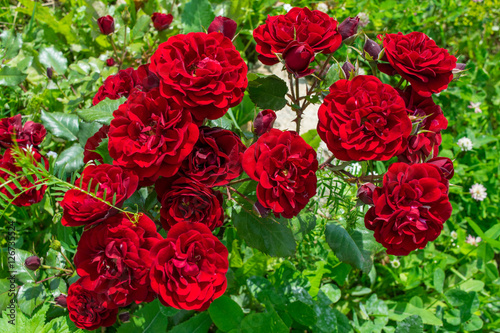 Obraz na płótnie Blooming Bright Red roses in a garden w salonie