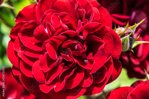 Obraz na płótnie Bright Red rose close in a garden w salonie