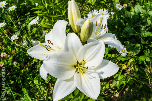 Obraz na płótnie White lily blooming in a garden close up w salonie