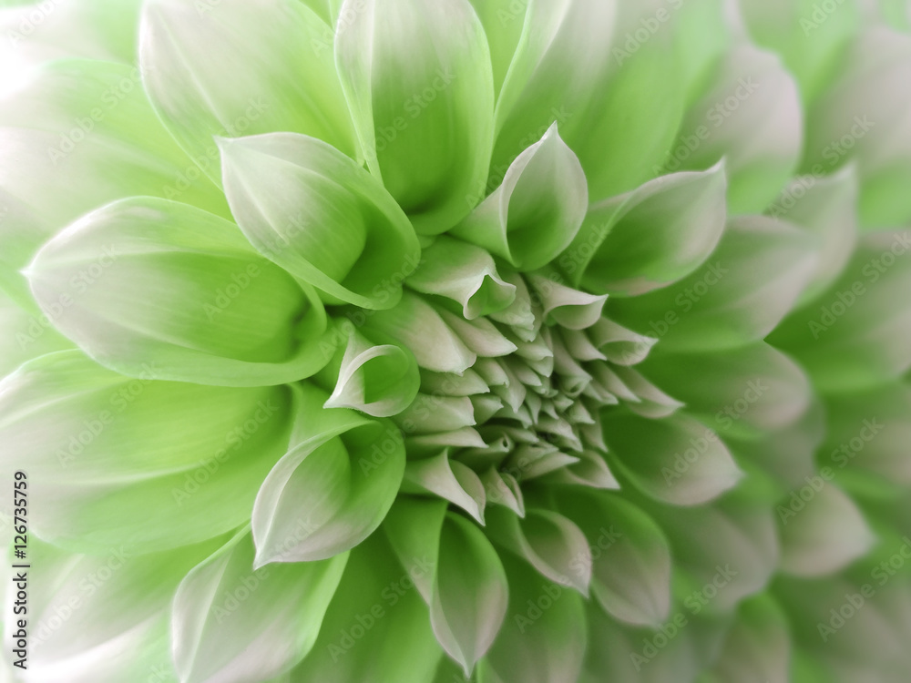 dahlia flower, green-white. Closeup. beautiful dahlia. side view flower,  the far background is blurred, for design. Nature.. Stock Photo | Adobe  Stock